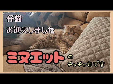 2にゃん!?お迎えしました♥️宜しくお願いいたします😄♪