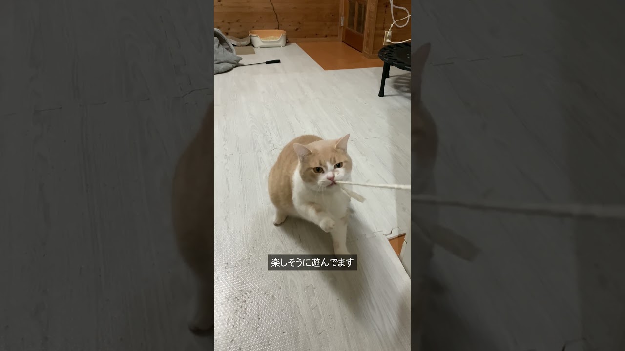 遊びを催促しに来る猫 #猫  #スコティッシュフォールド  #cat