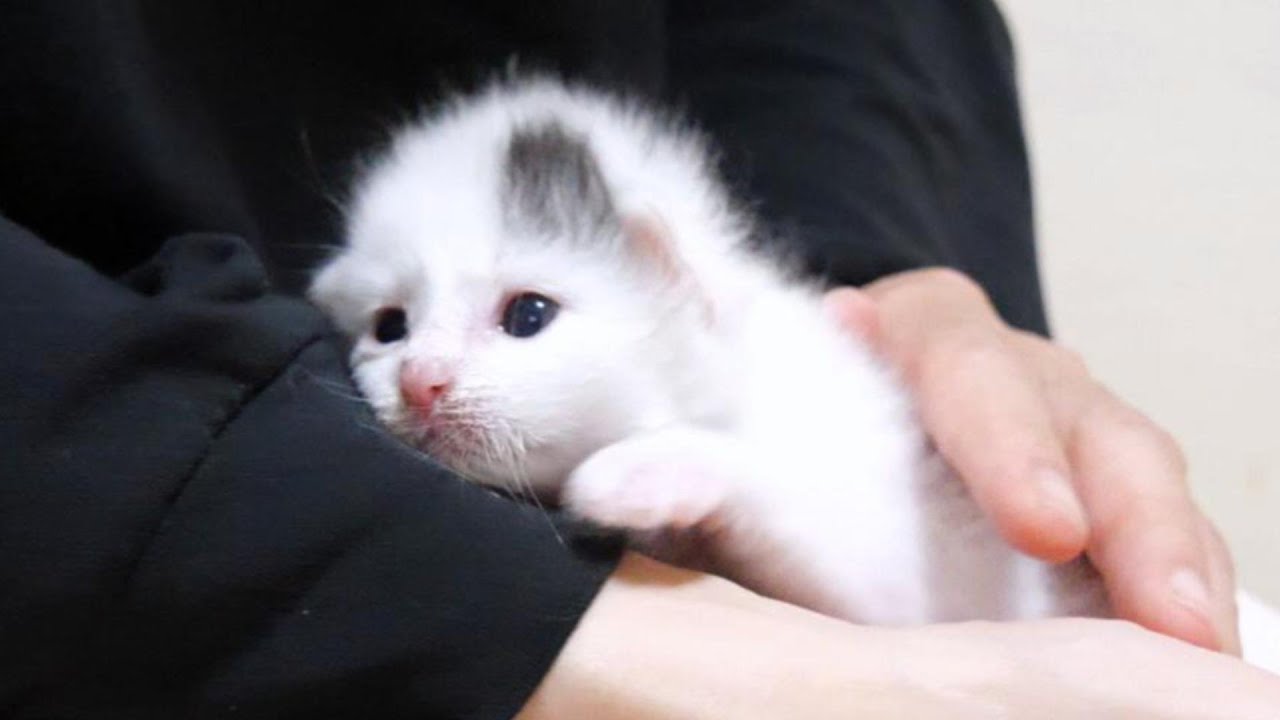 あざらし？豆大福？いいえ私は子猫です【赤ちゃん猫　保護猫】