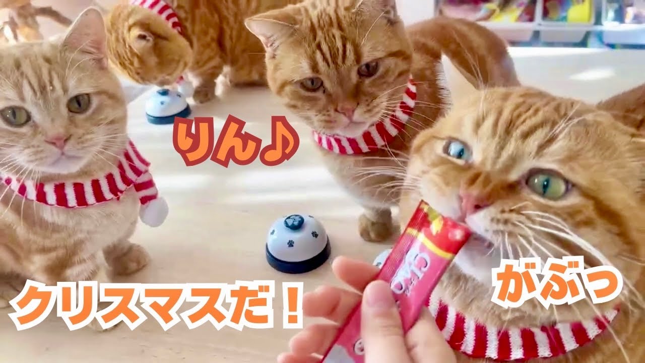 今宵はマンチカンカルテットによる演奏会をお楽しみくださいませ🛎️🎄