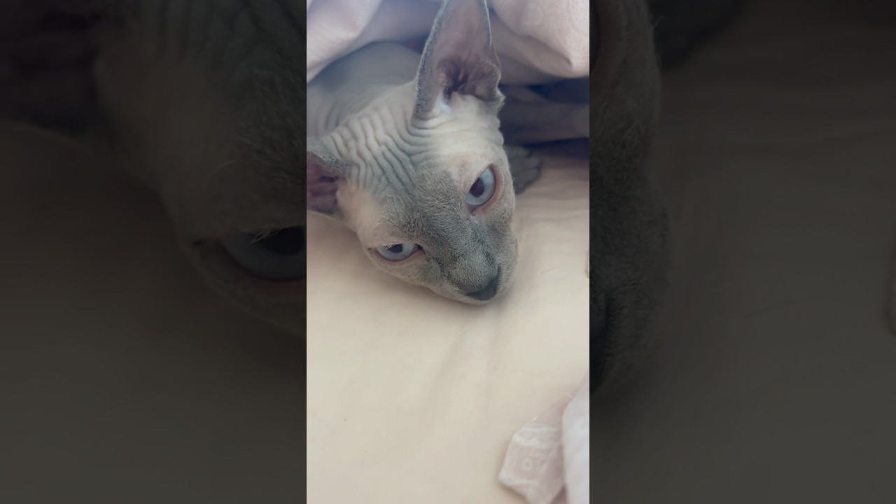 声をかけると振り向いてくれる毛のない猫【スフィンクス猫】