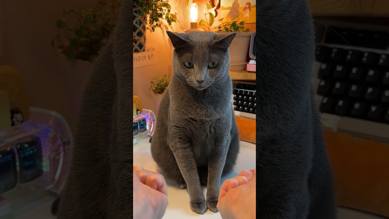 고수가 다 된 고양이 #야바위 #cat