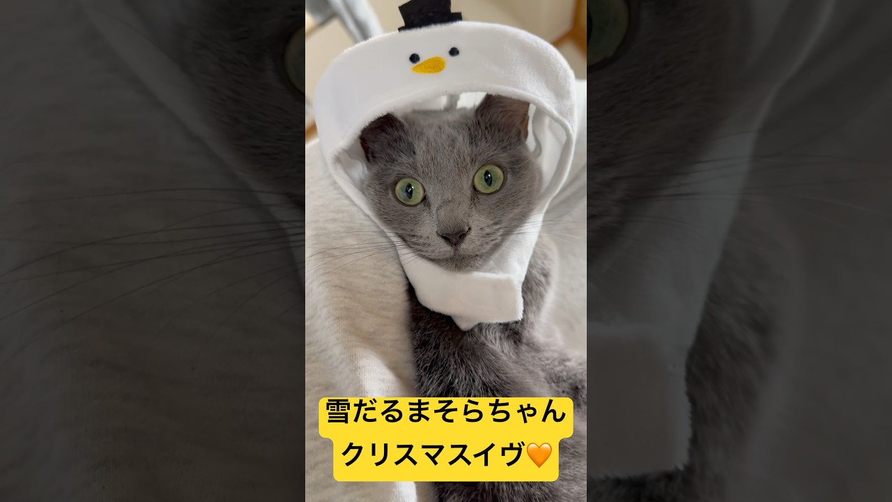 【猫ロシアンブルー】雪だるま そらちゃん がクリスマスイヴに やって来た❤️#shorts