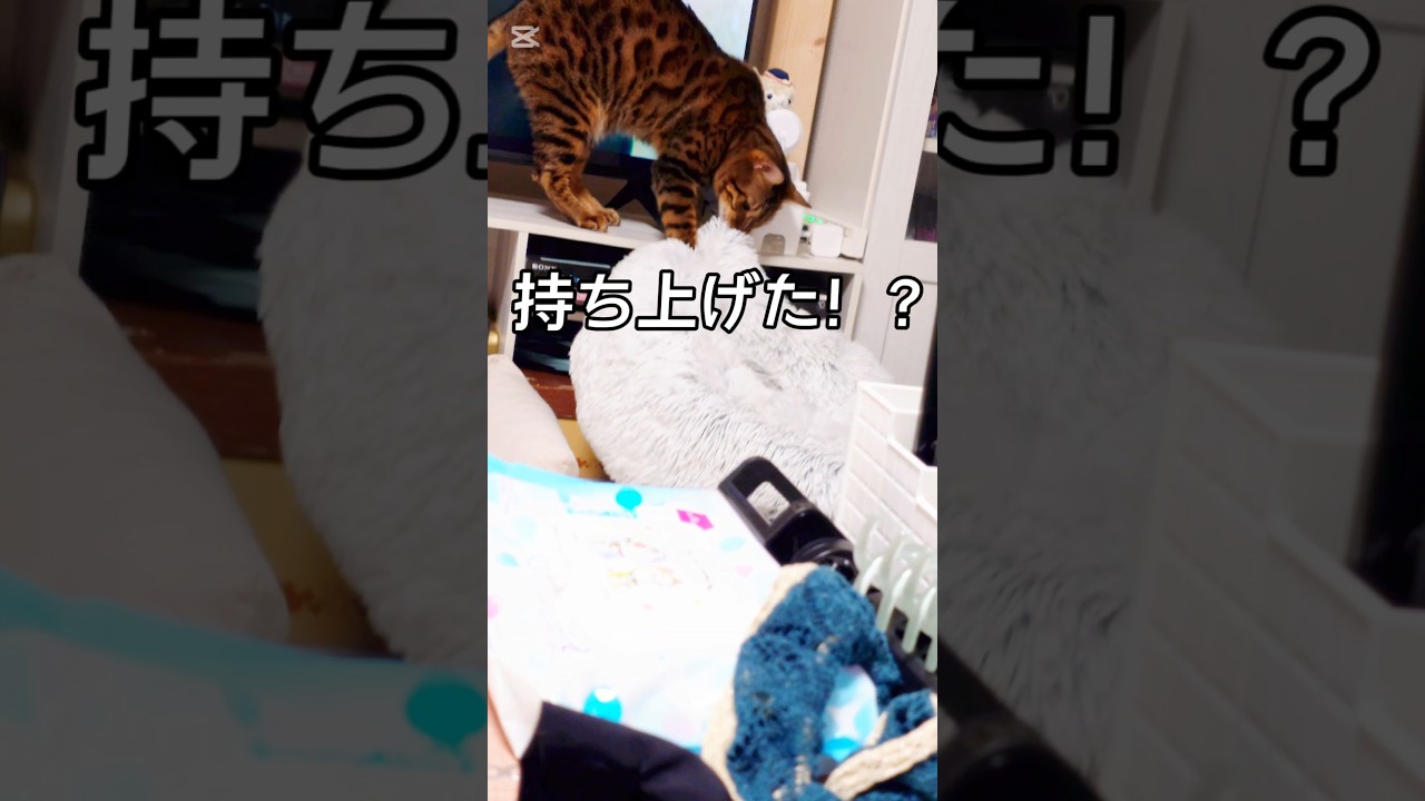 【前編】怪しい行動  #猫 #猫動画 #猫のいる暮らし #ベンガル #cat #fyp #shorts #short