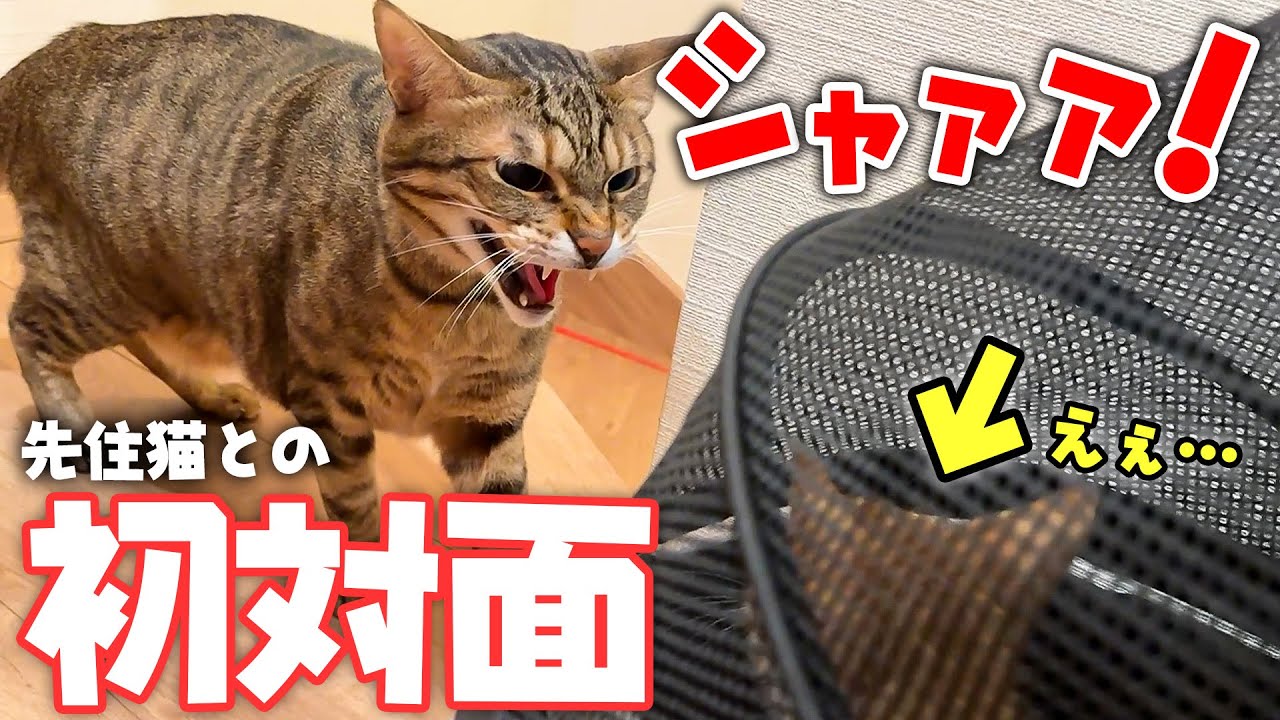 保護された子猫がついに先住猫との初対面で特大の威嚇をされてしまいました…