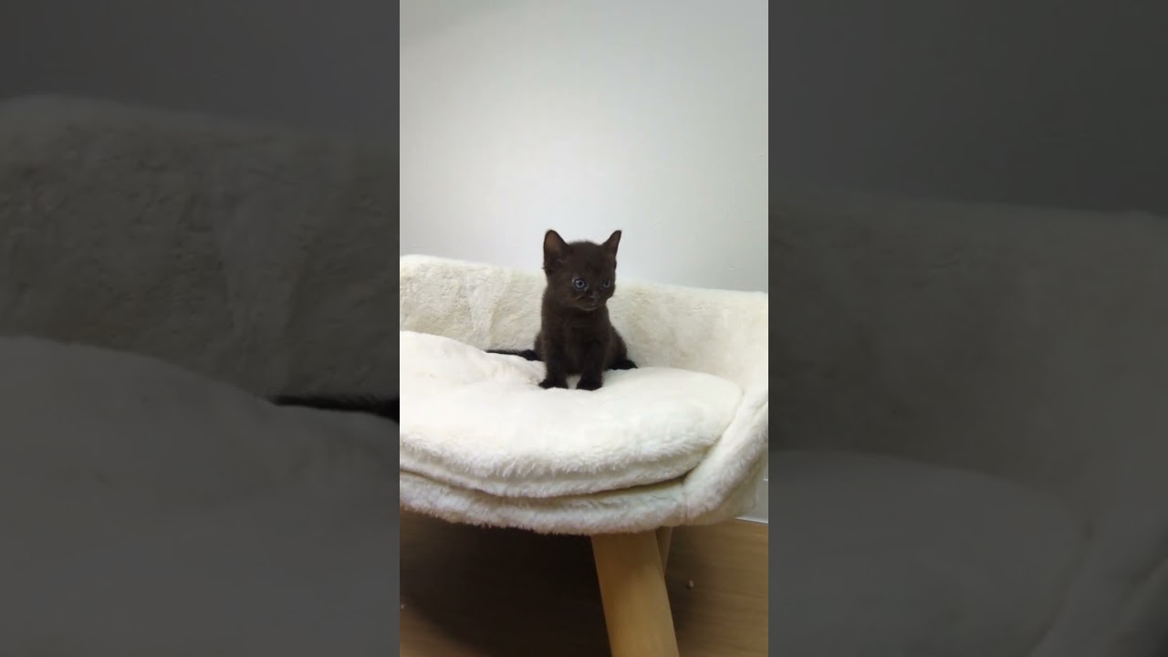 ボンベイ ブラックカラーの男の子🌟