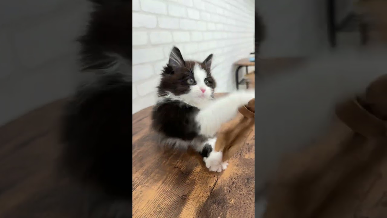 スコティッシュフォールド 可愛い男の子