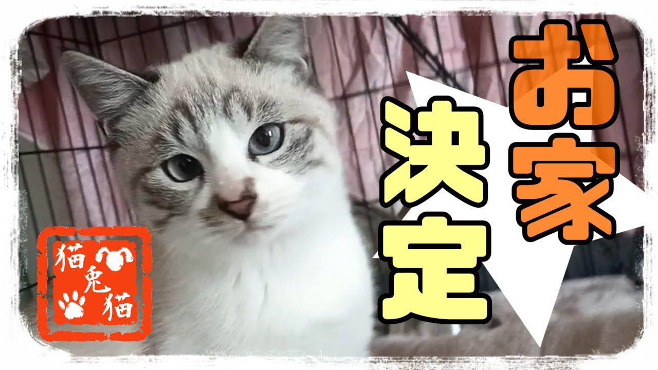 【里親様決定】シャムミックス4,5ヶ月女の子〜[Foster parent decided] Siamese mix 4-5 month old girl 〜#野良猫 #保護猫  #にゃんとにゃん