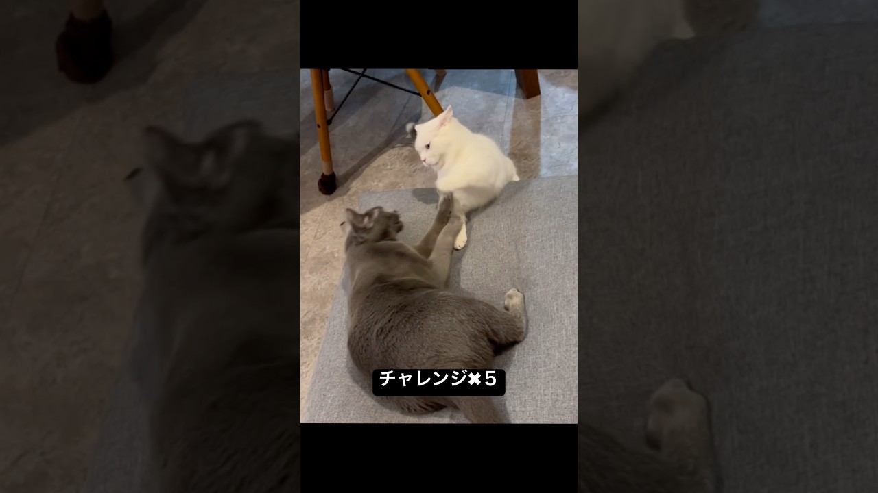 ロシアンブルー|諦め悪い子猫の相手は疲れるにゃ|Russian Blue cat