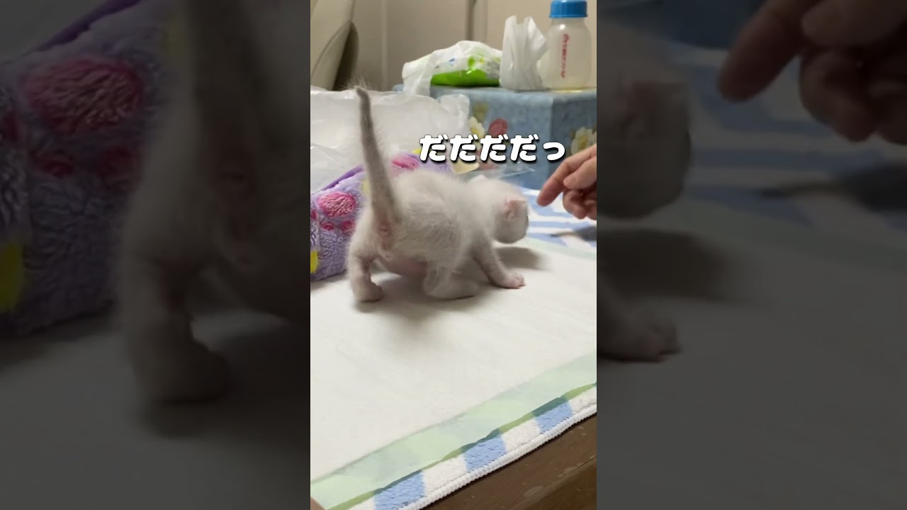 足腰が強くなって暴れまわる赤ちゃん猫が可愛い
