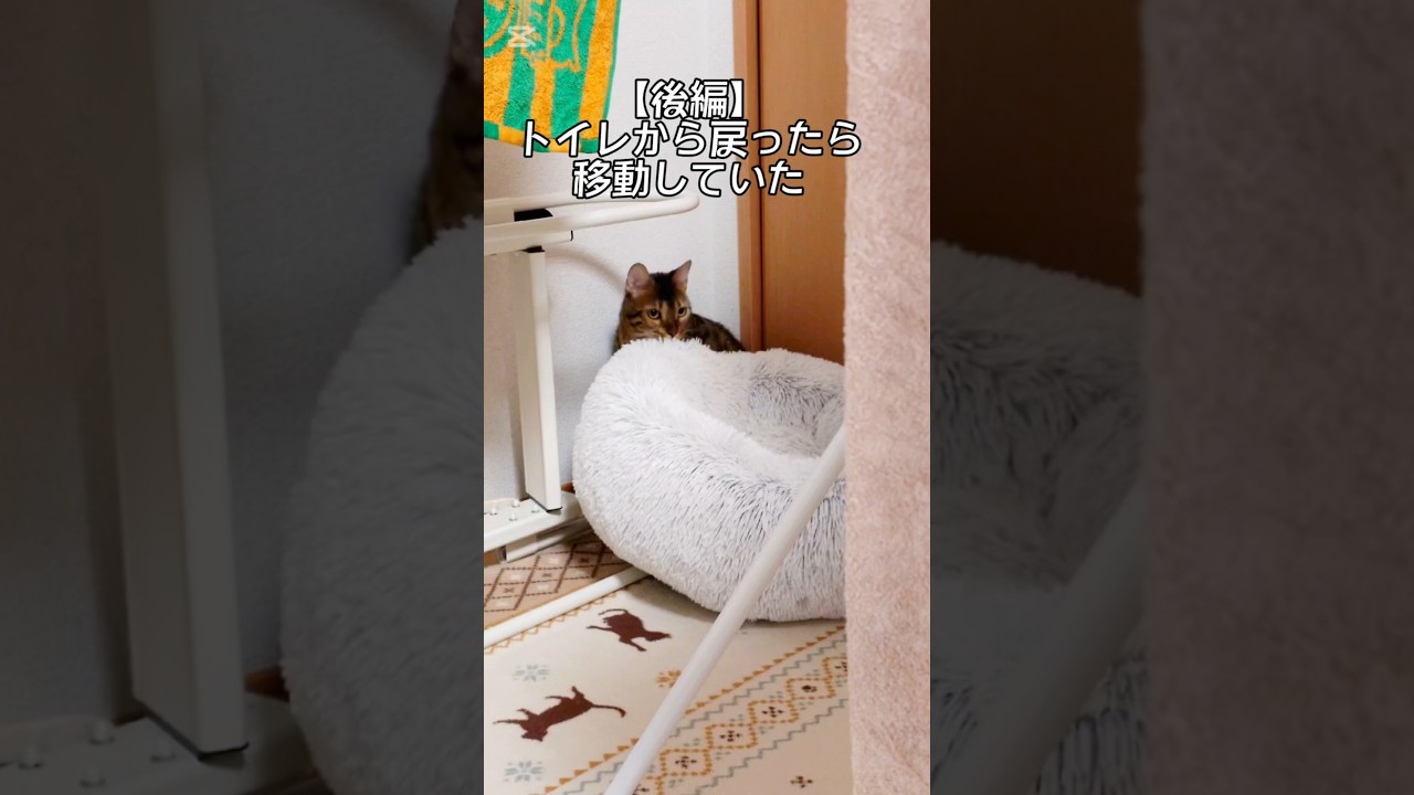 【後編】怪しい行動  #猫 #猫動画 #猫のいる暮らし #ベンガル #cat #fyp #shorts #short