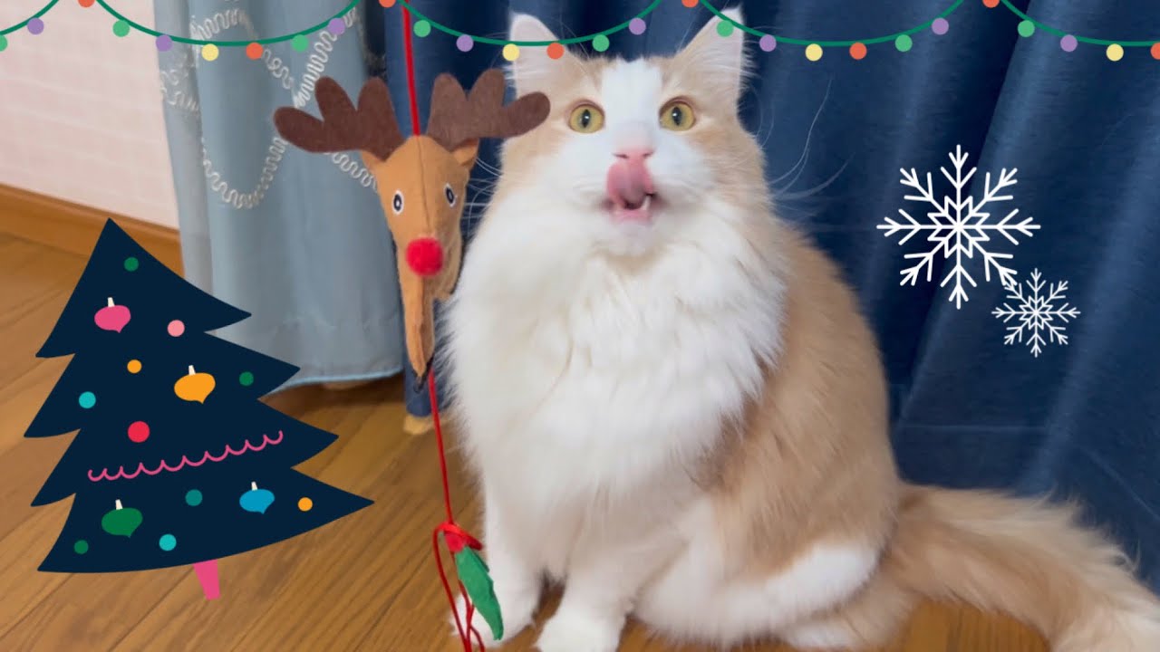 【リンリン♪】トナカイさんと遊ぶもふ猫たちが元気で可愛い🩷ノルウェージャンフォレストキャットとターキッシュアンゴラ