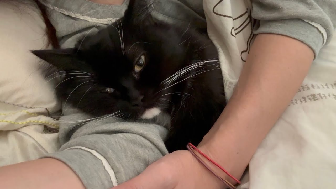 布団に一緒に入って寝る猫　ラガマフィンA cat sleeping in bed with its owner. Ragamuffin