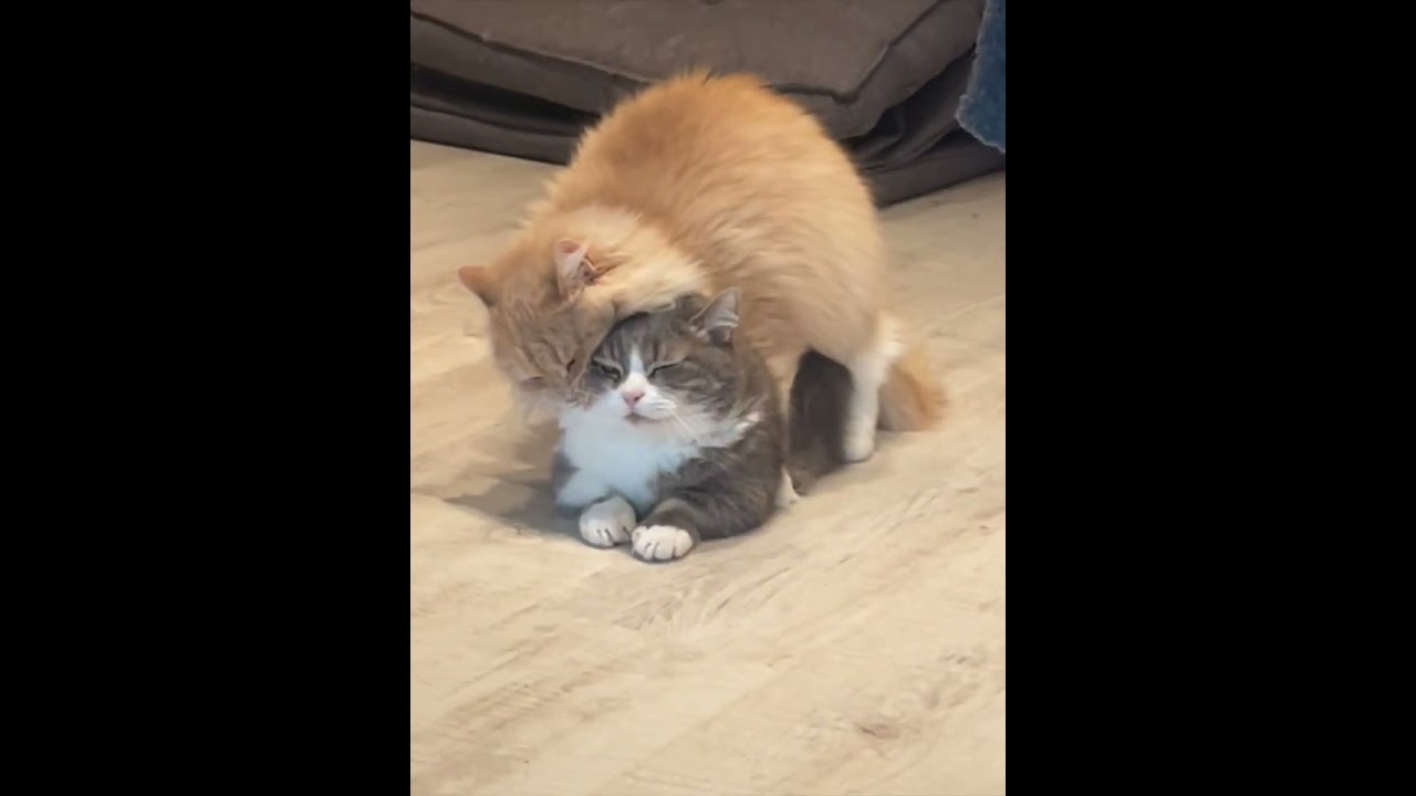 反撃マンチカン