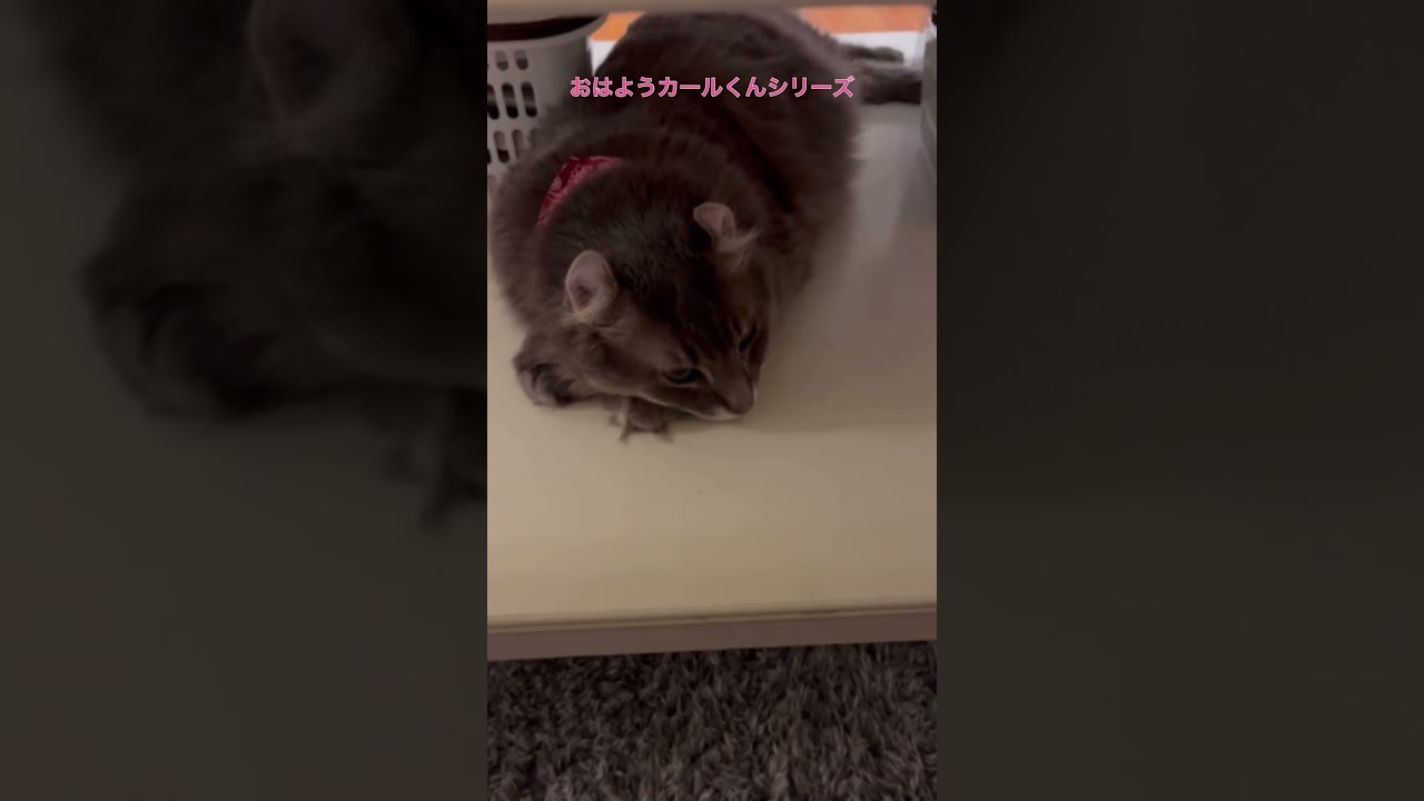 猫動画 #shorts あなたになら #アメリカンカール