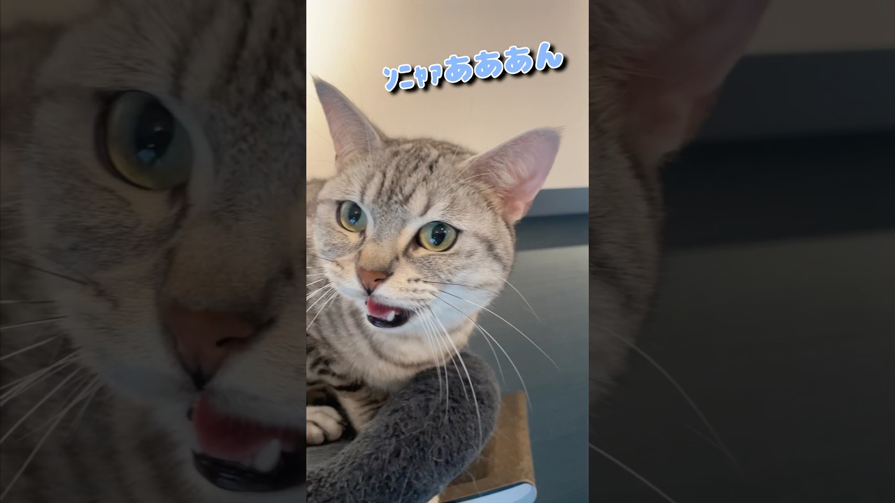 【猫動画】美容院帰りのママに吠える猫が可愛い #shorts