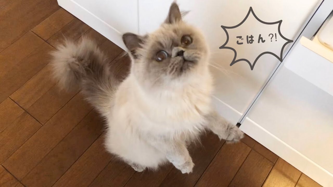 ノアが初めて”ごはん”の催促をしました。[ヒマラヤン]／Noah demanded food for the first time. [Himalayan]