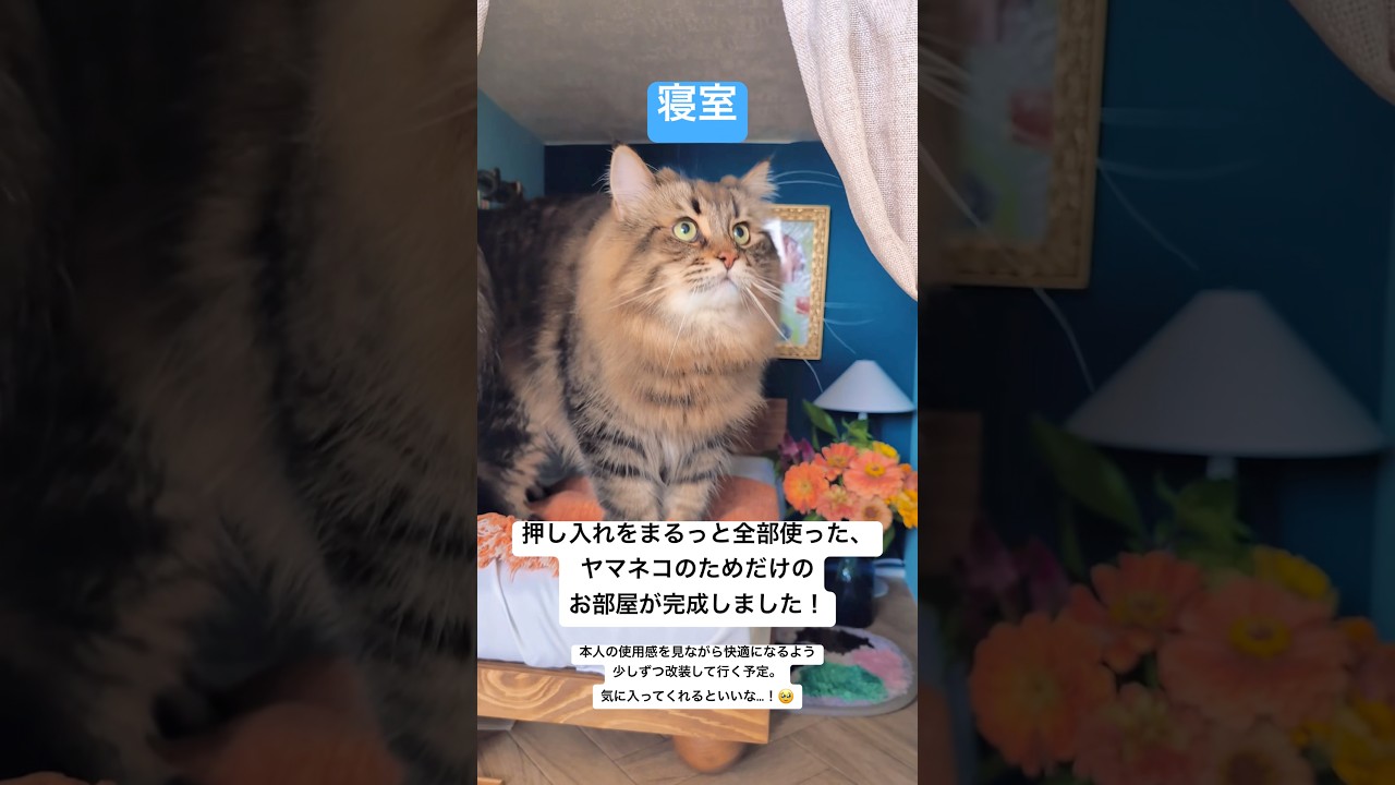 猫部屋完成！🎉🎉🎉#猫 #サイベリアン #猫部屋 #diy