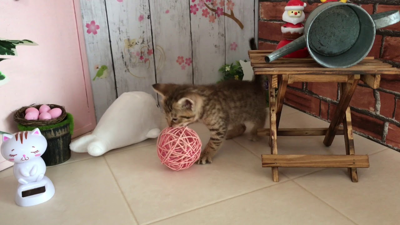 【ナナハチ’s ROOM】オシキャット☆チョコレートスポッテッドの女の子❶ 20180723