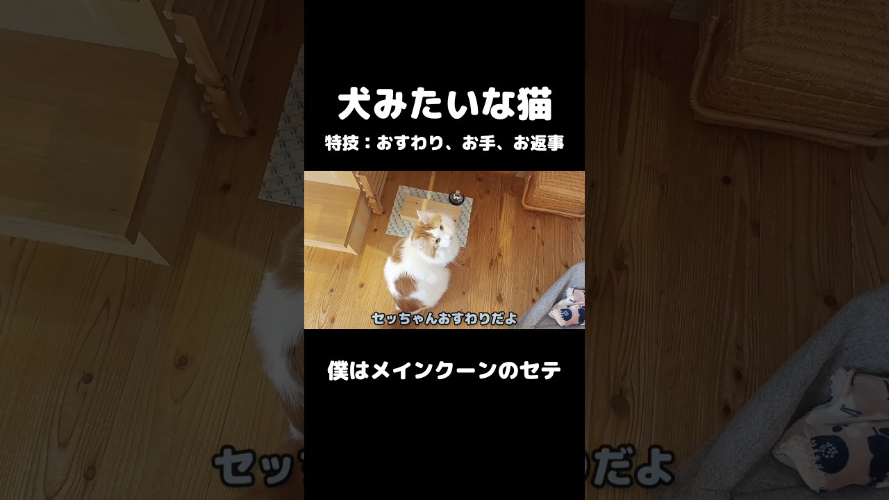 犬みたいなネッコ #犬みたいな猫 #メインクーン #猫のいる暮らし #mainecoon #cat