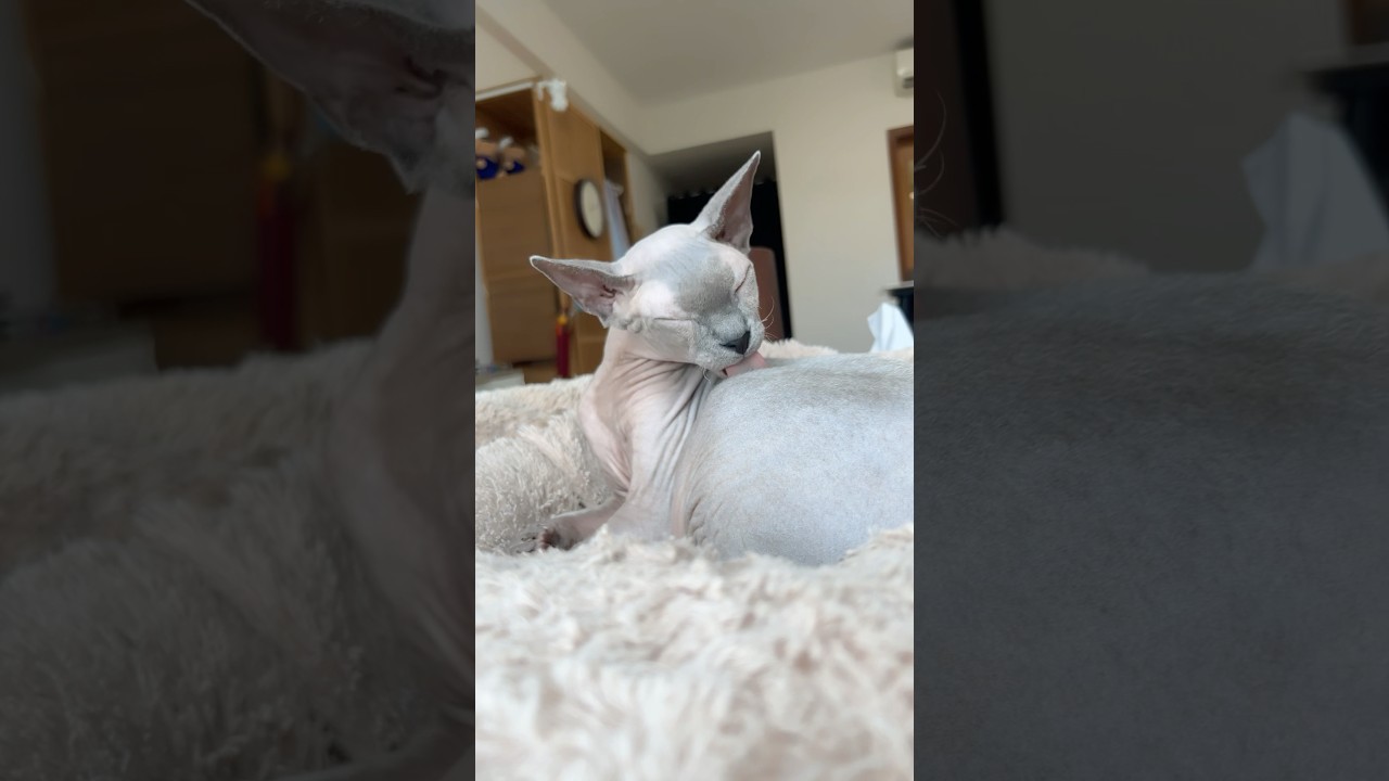 毛のない猫の毛繕い【スフィンクス猫】