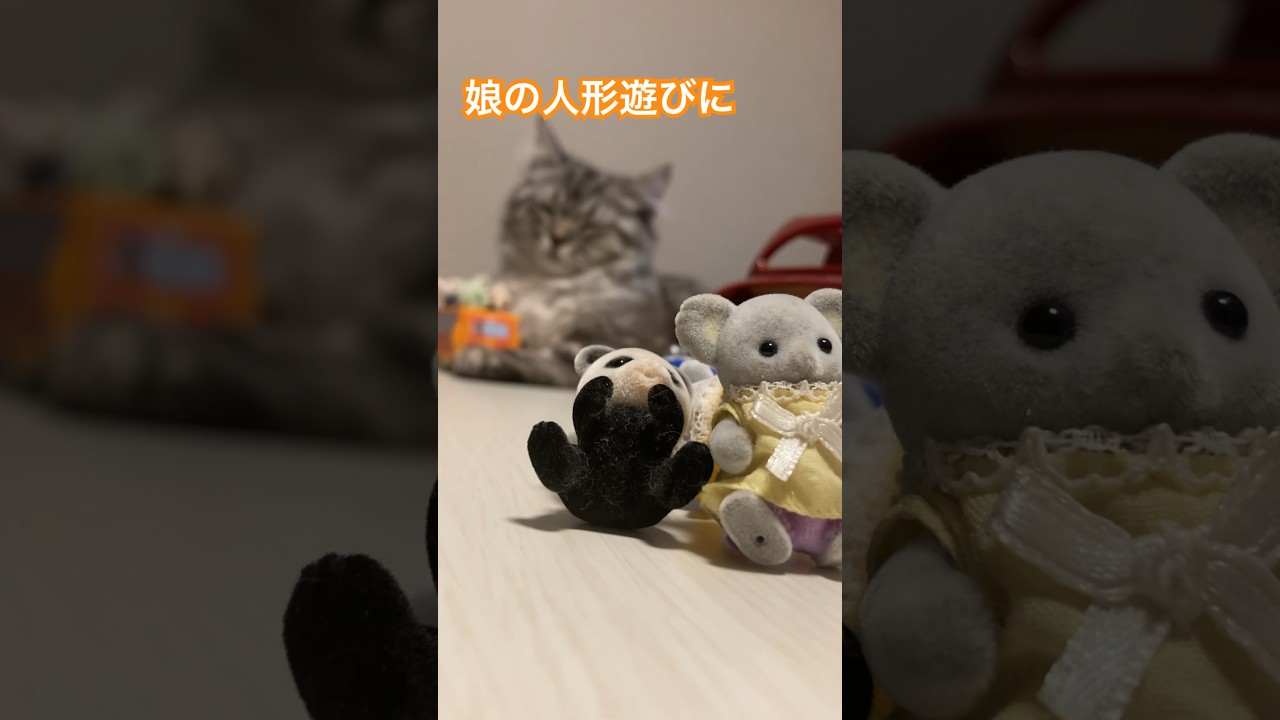 お疲れルーク、むふぅ〜 #ラガマフィン #cat #猫 #子猫 #ペット