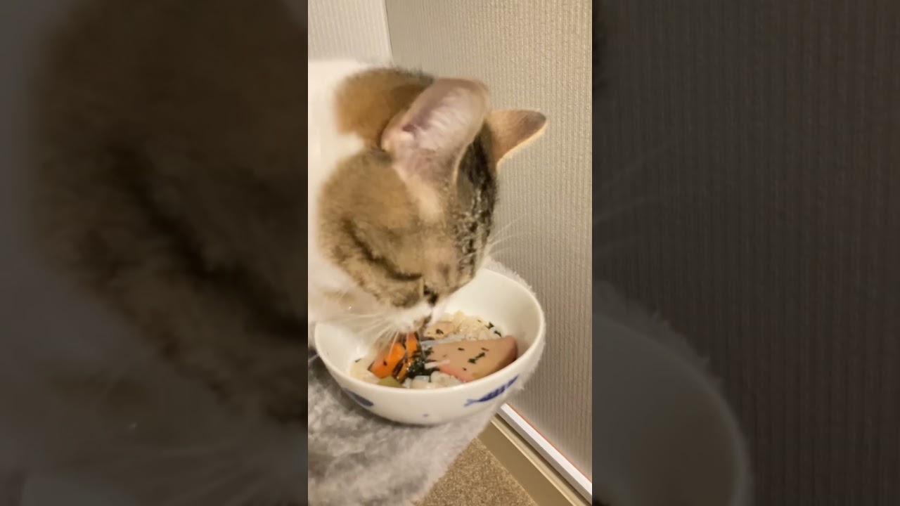 【初めて】年越し蕎麦初めてだったけど食べてくれた #shorts #cat #マンチカン #家猫 #かわいい #年越しそば