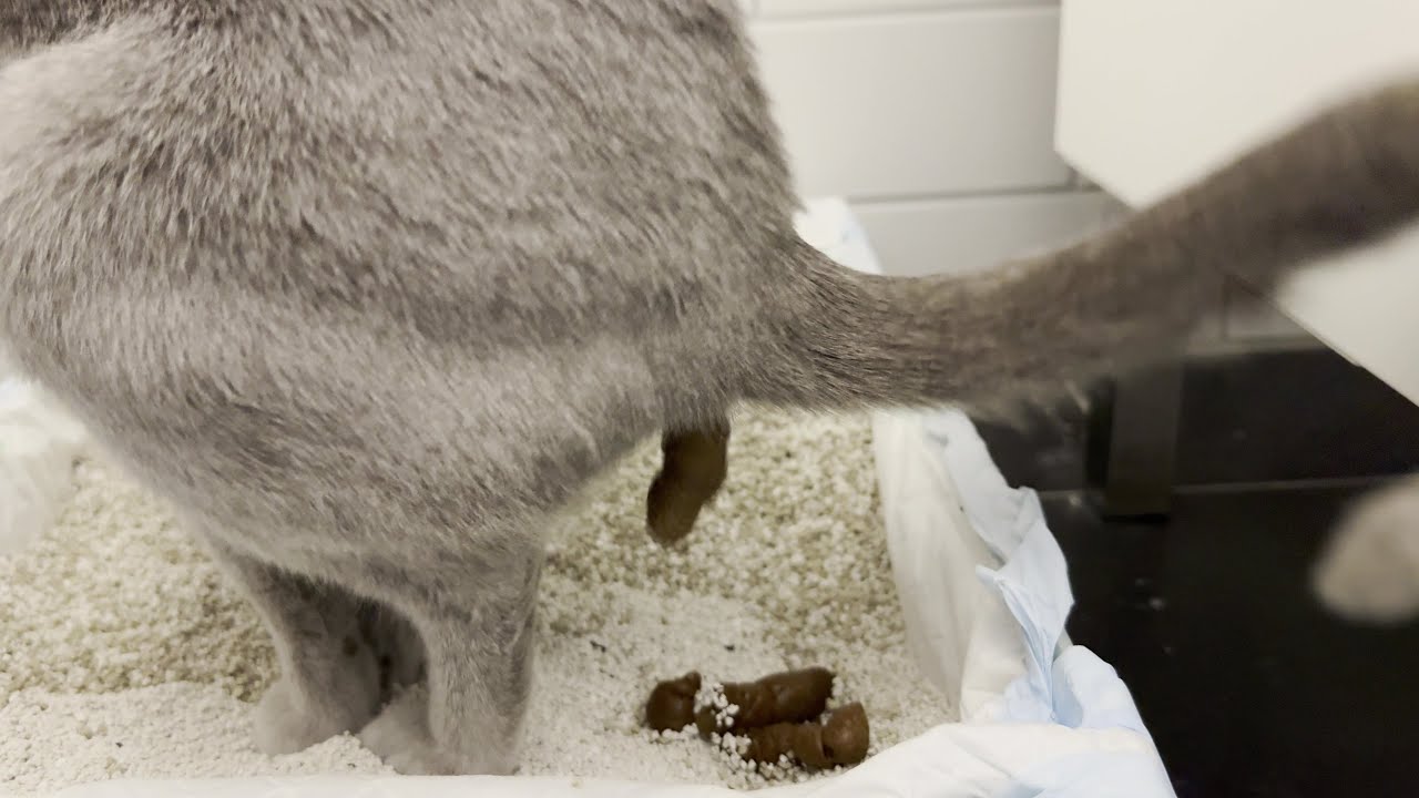 💩 Cat pooping 💩 - Vol. 4