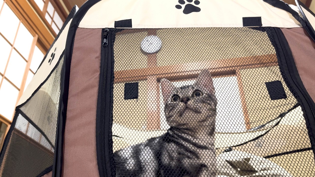 退院間近の兄猫が来る前に、ひとりっ子生活で甘えまくる弟猫に起こった悲劇...。