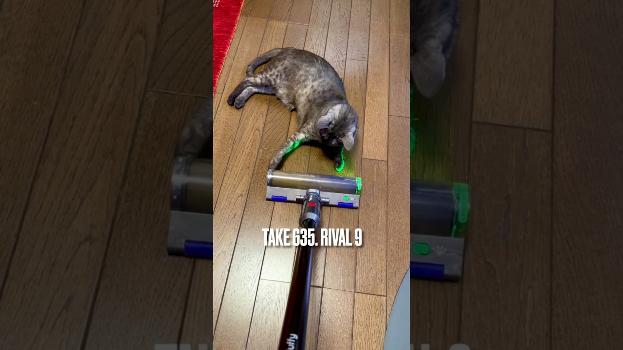 今朝も #ダイソン と #縄張り争い にゃ❗️いくら脅されても絶対動かにゃいにゃ‼️#egyptianmaucat #エジプシャンマウ #dysonvacuum #shorts