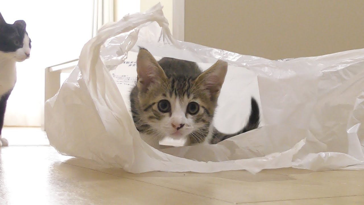 買い物の片付けをしていたらイタズラ子猫がこうなってました...
