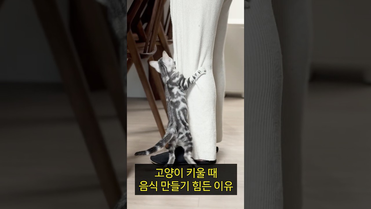 뭐만 하면 와서 방해하는 녀석 😂