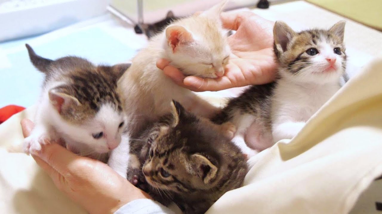 お膝の上でかわいい子猫達が渋滞中です【赤ちゃん猫　保護猫】