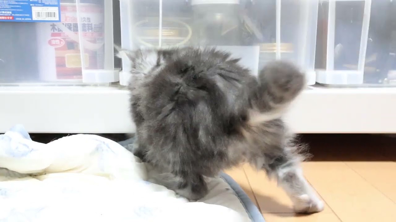 クリクリお目々のメインクーン子猫サラビちゃん