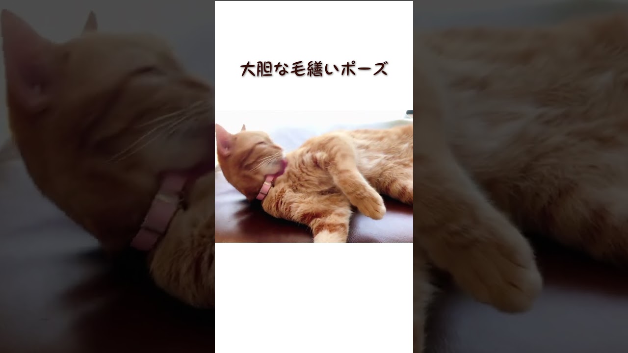 【#Shorts】1歳くらいの茶太郎｜アメリカンショートヘアと暮らす