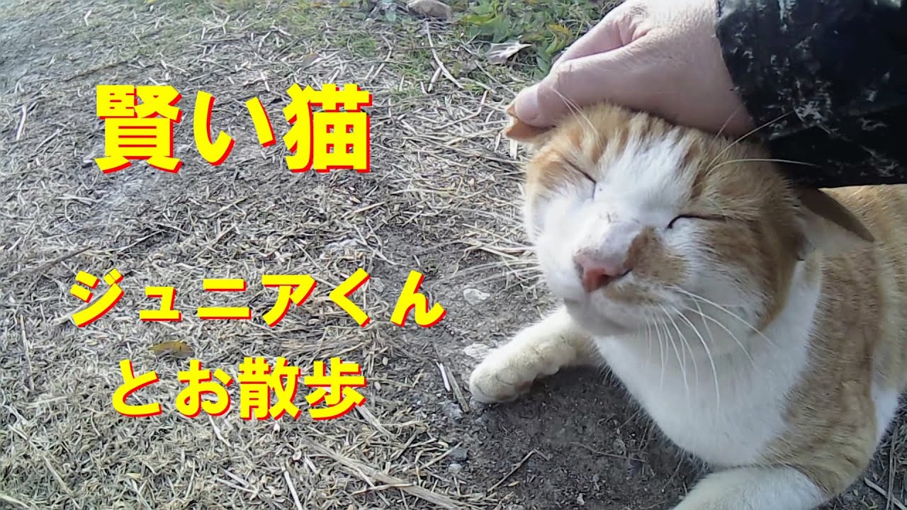 猫ってこんなに賢いの？とわたしの猫に対する考えを変えさせた野良猫くんが彼です