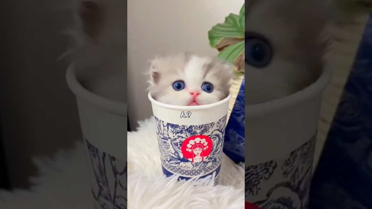 猫神様