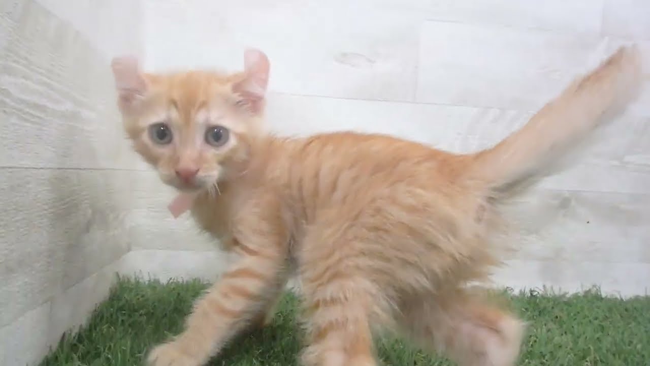 Coo&RIKU　No00691826 アメリカンカール