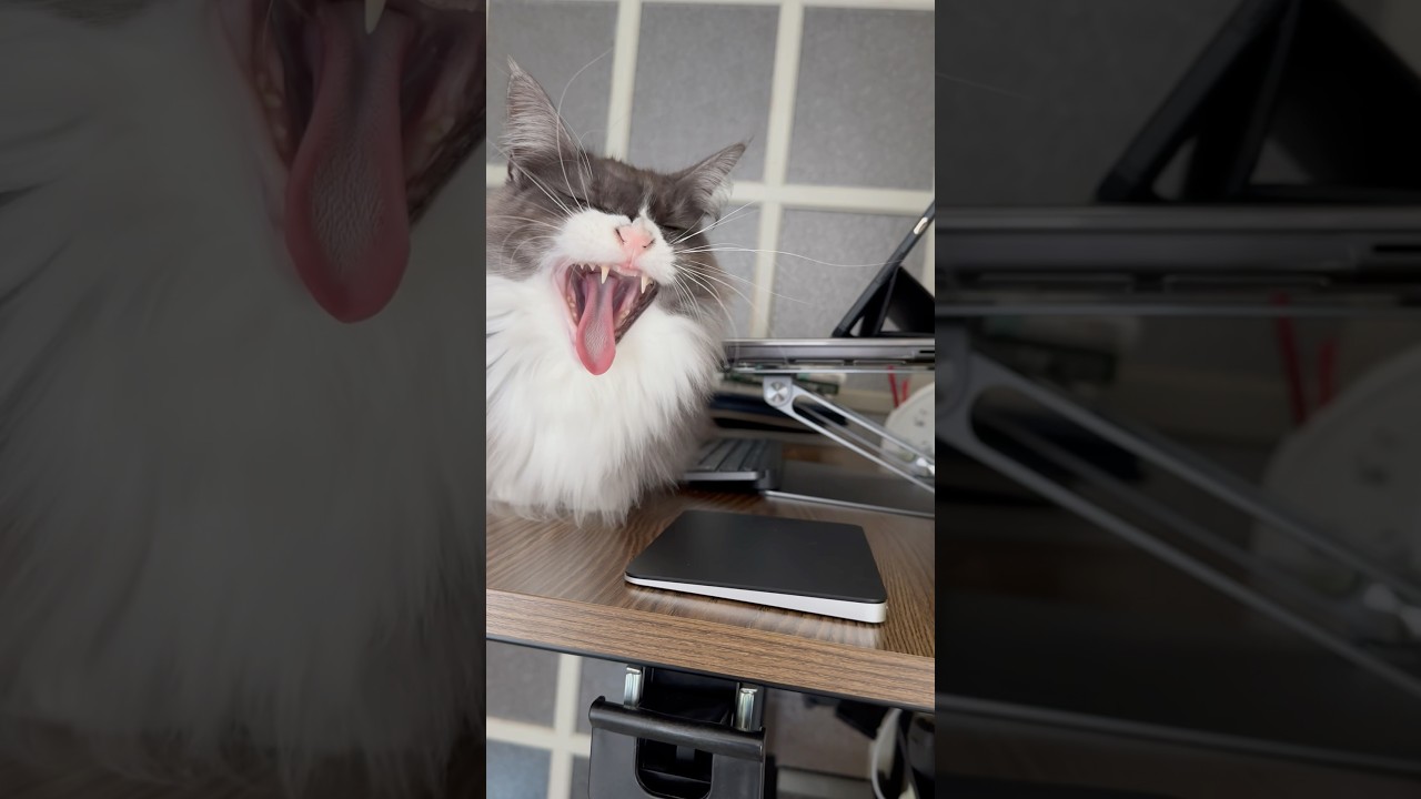 問題！猫の鳴き声は？よくあるやつ#cat #catlover #メインクーン #こねこ #こねちゃん