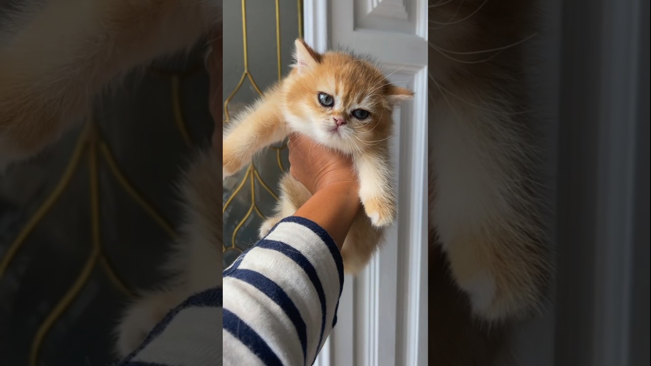 BEST Brown Cat Breeds You Won't Believe Exist 🐱✨ #shorts #cat