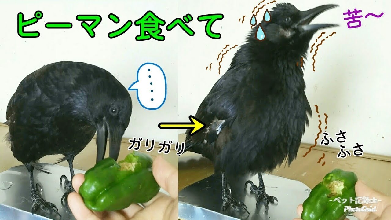 【ピーマン】カラスは苦いピーマンを食べるのでしょうか？ 野生を忘れた猫&野生姐御&無視犬 20200619、カラス&四つ足トリオ