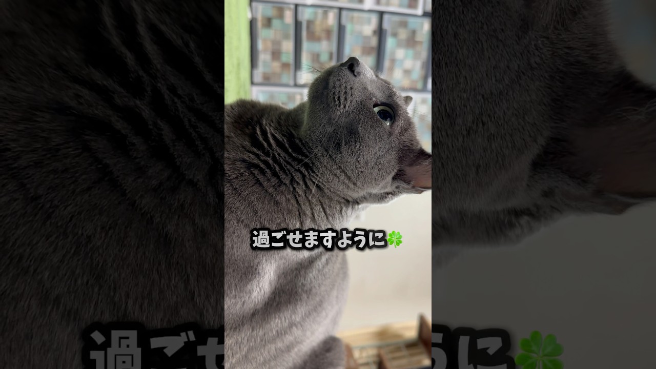 【ロシアンブルー】めろん〜めちゃ寒い朝:(´◦ω◦｀):今日も穏やかに過ごせますように🍀【猫】#shorts