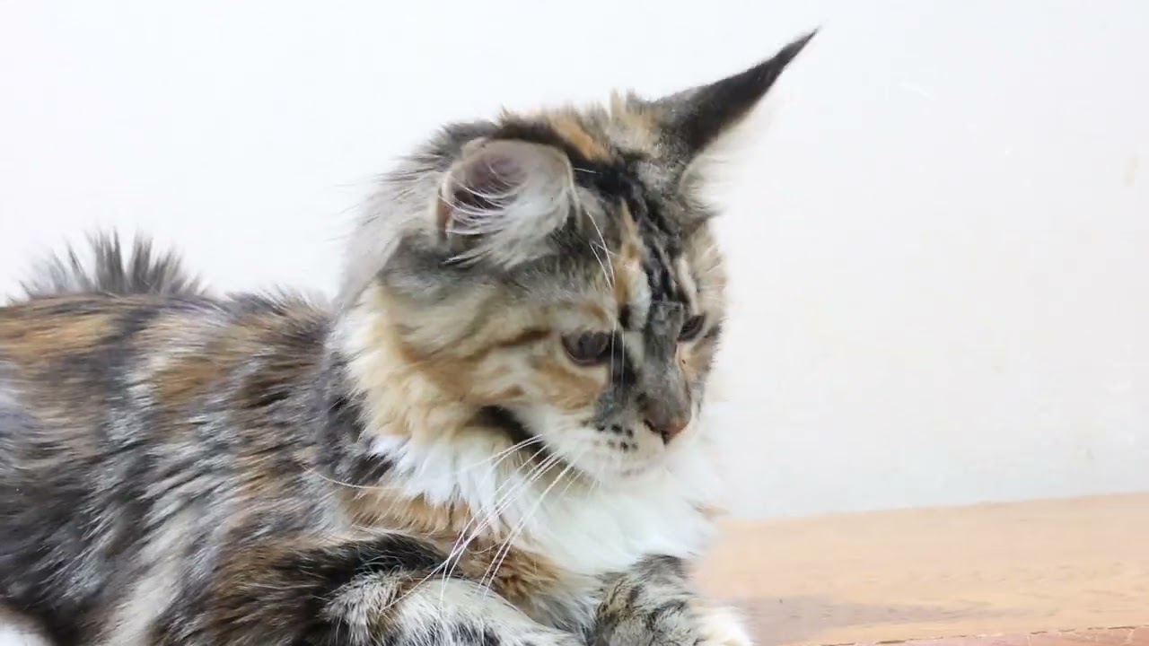 メインクーン子猫キキちゃんお渡し