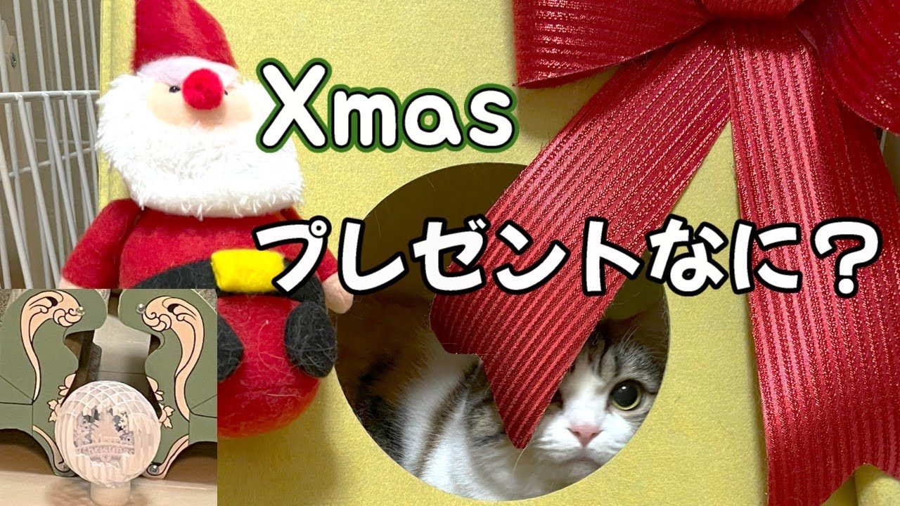 猫達にクリスマスプレゼント