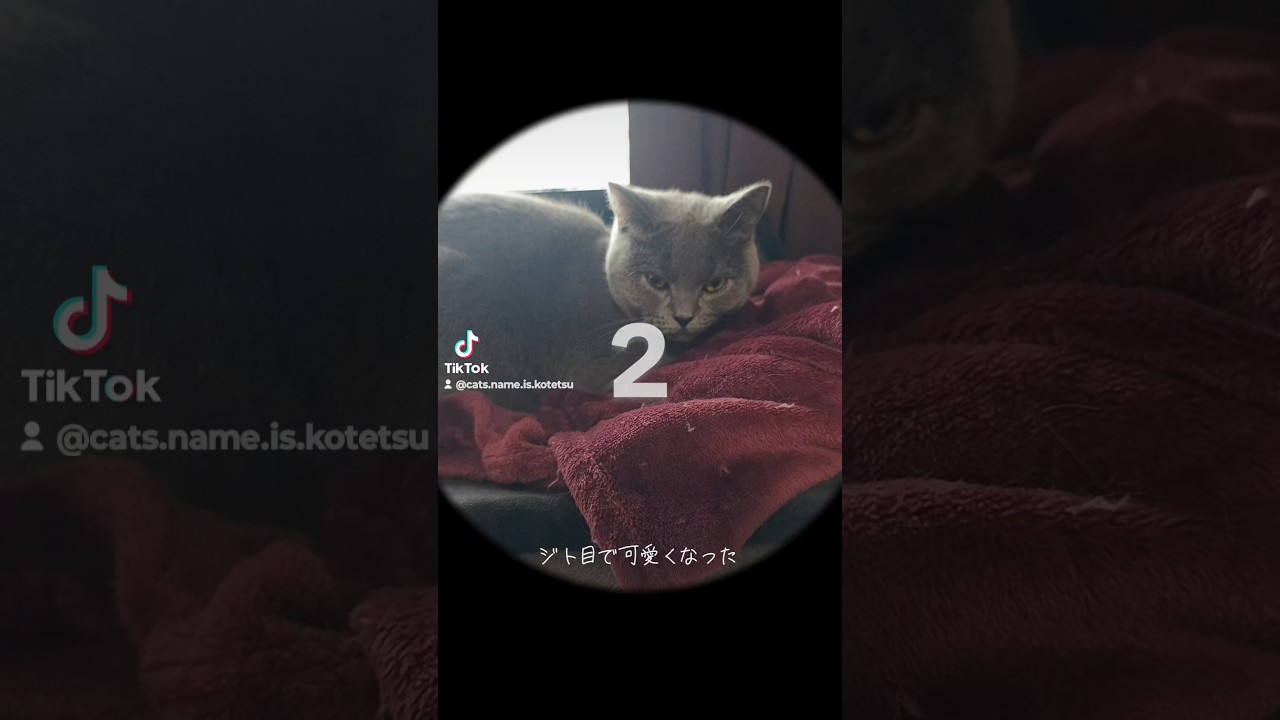 ジト目のこてつ