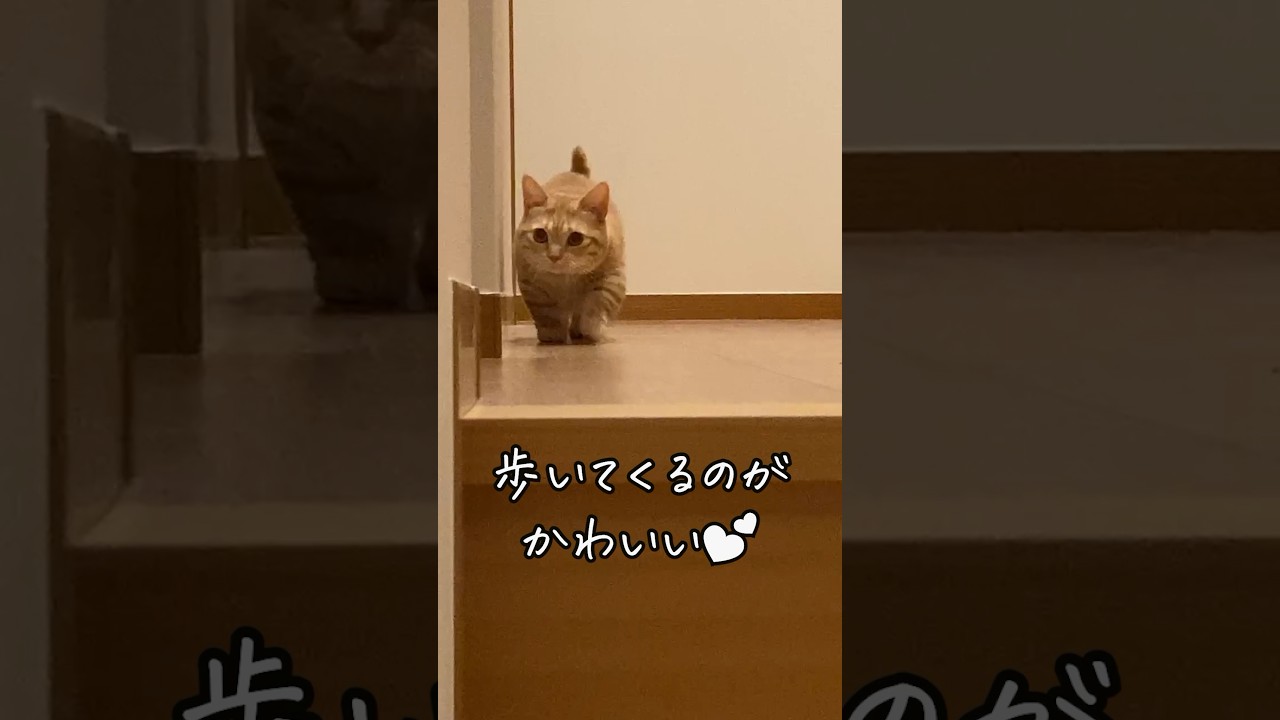 短足で近づいてくるマンチカンがただただ可愛い #猫 #cat #短足マンチカン #歩く#茶トラ