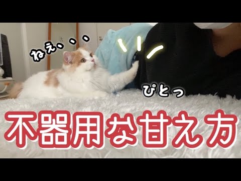 飼い主への甘え方が可愛い子猫【スコティッシュフォールド】