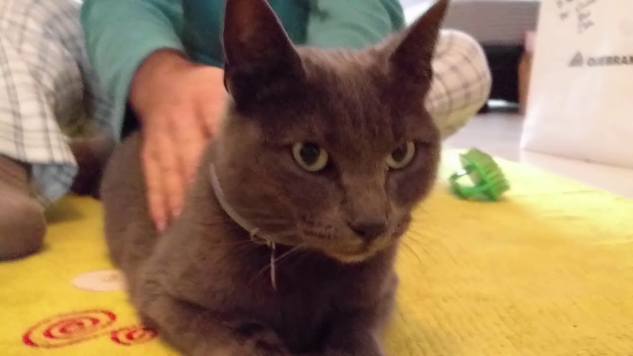 Korat Cat - V08 - I Snort Puff and Growl