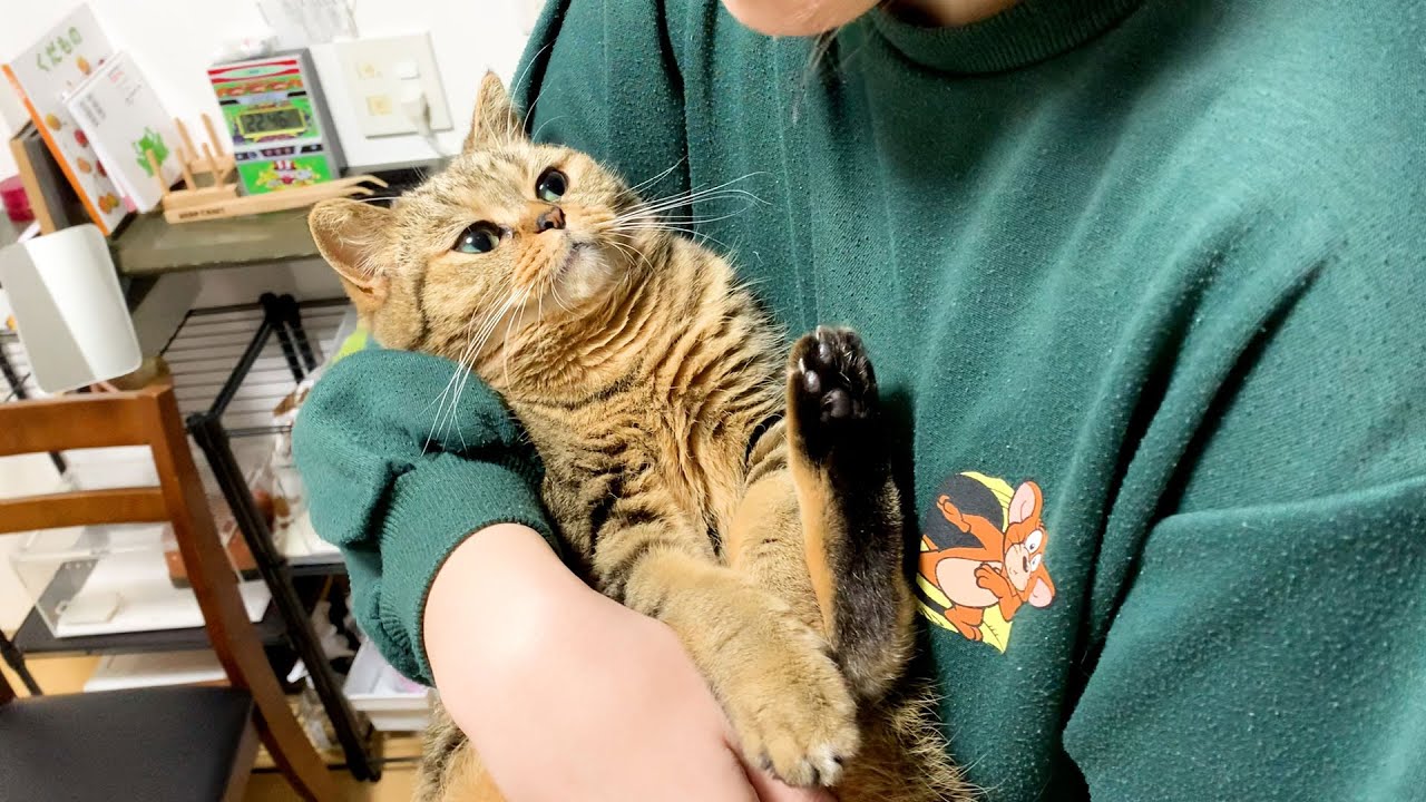 夜になると大好きな飼い主を独り占めできてご満悦な猫がこちら！ #460【生後1年と168日目 スコティッシュフォールド】