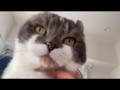 顔の形が楕円なアメリカンカールねこ